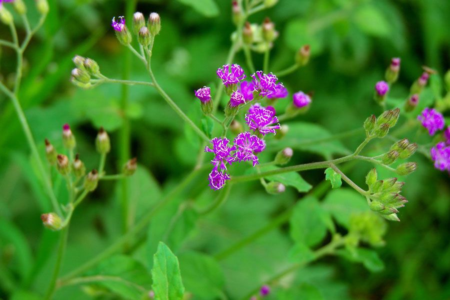 Cây bạch đầu ông (vernonia cinerea)