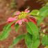 Hình 3. Euphorbia pulcherrima có lá bắc với màu sắc nổi bật.