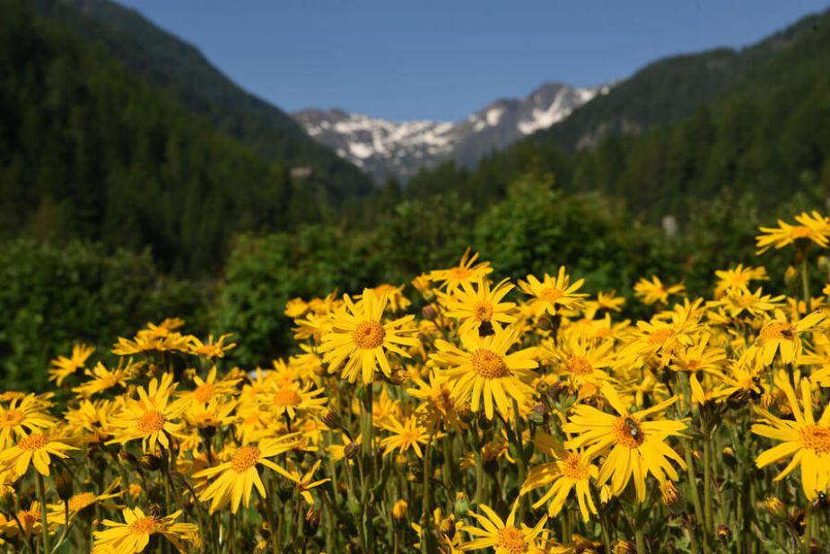 Hình 1. Thực vật Arnica montana