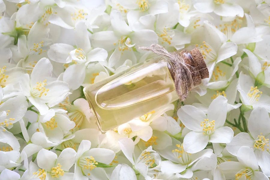 Điểm khác nhau giữa jasmine vs jasmine absolute