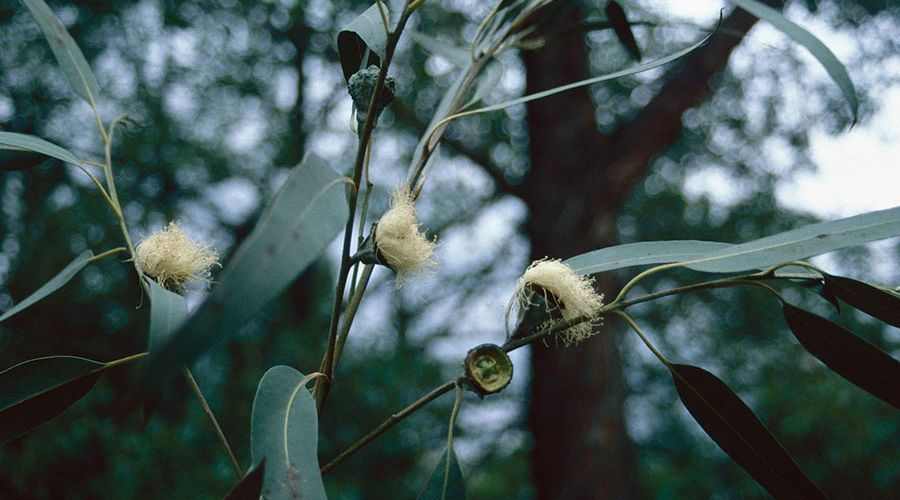 cay khuynh diep Eucalyptus globulus Labill