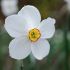 Hoa thủy tiên (Narcissus poeticus)