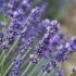 Black-Amber-and-Lavender fragrance oil