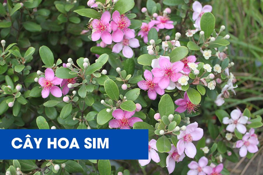 cay-hoa-sim