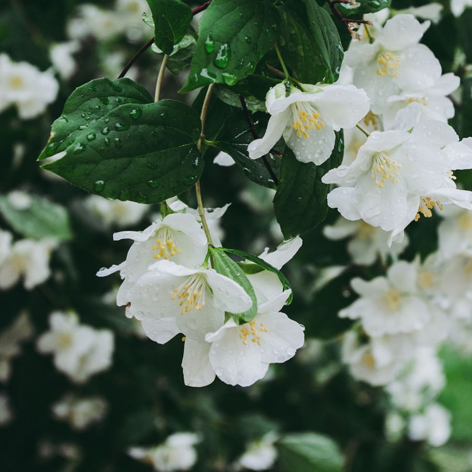 jasmine--fragrance-oil