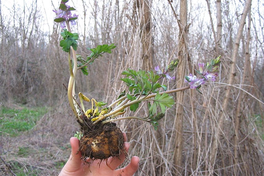 Khám phá Huyền Hồ (Tuber Corydalis) - Thần dược trị ứ máu, điều hòa khí huyết