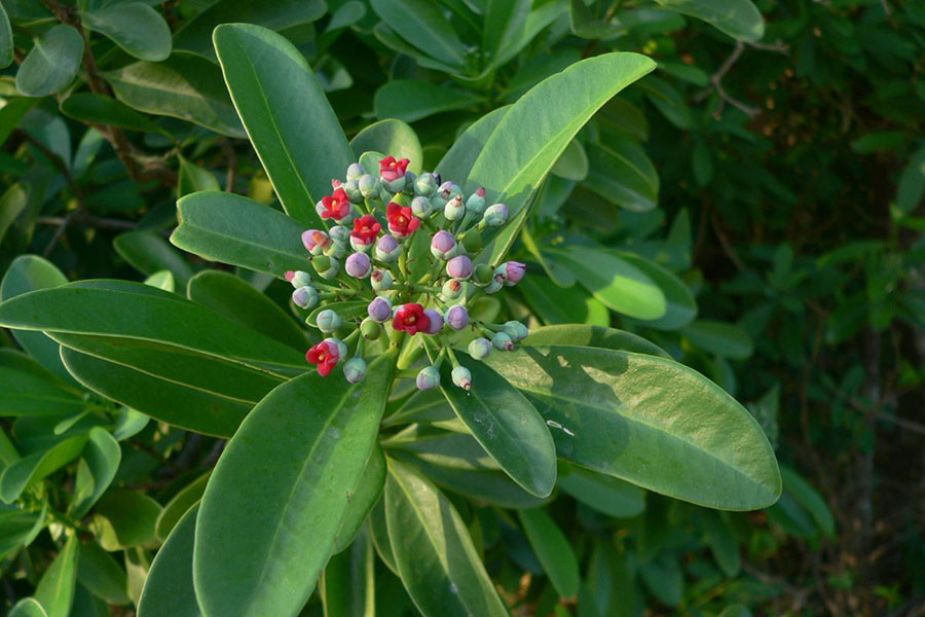 Hình 1 Cây Mandravasarotra trong tự nhiên