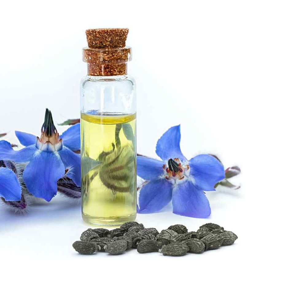 Hình 2 dầu hạt borage chứa hàm lượng GLA rất cao