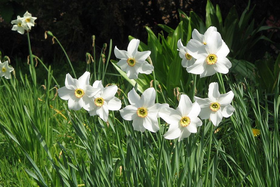Hoa thủy tiên (Narcissus poeticus)