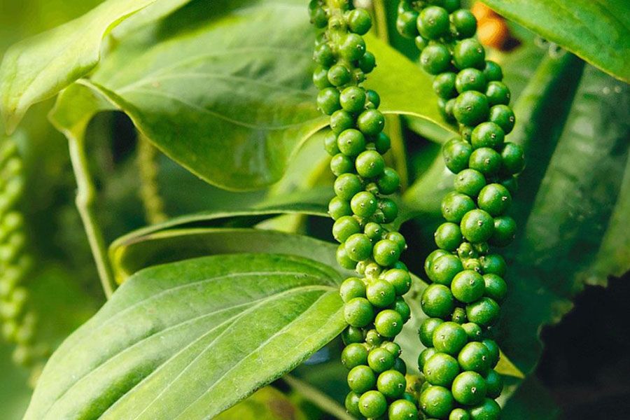 cây tiêu hạt tiêu pepper