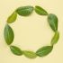 Tobacco & Bay Leaf Fragrance oil