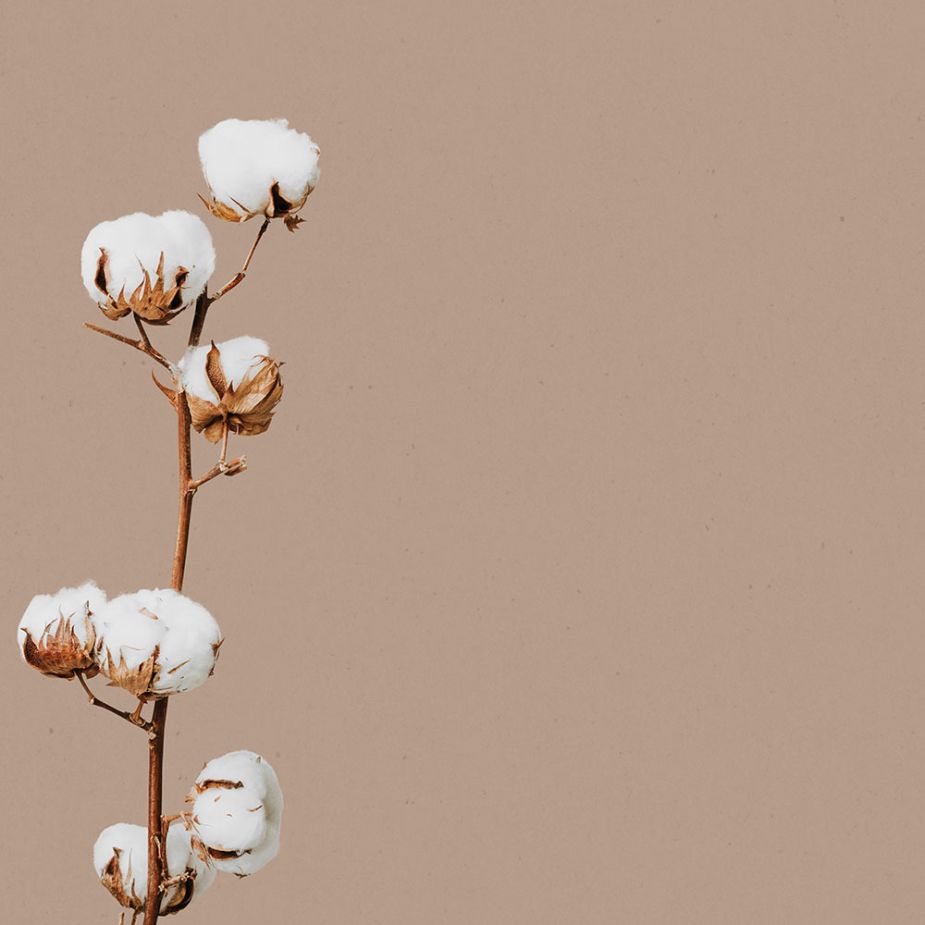 Clean-Cotton Fragrance Oil