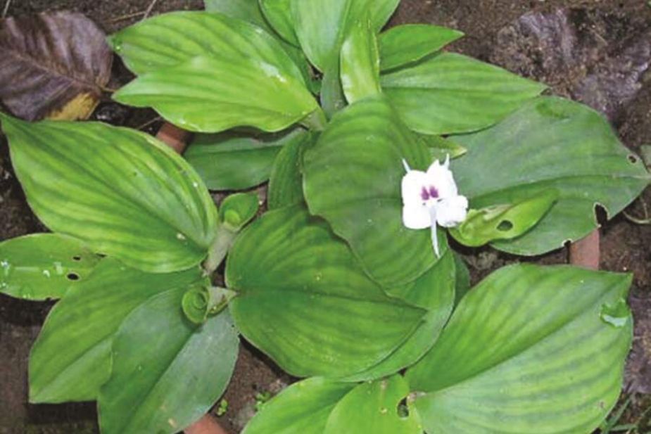 Thực vật Địa Liền Kaempferia galanga