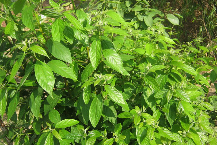 Hình 1-Cây-Cinnamomum-glaucescens-trong-tự-nhiên