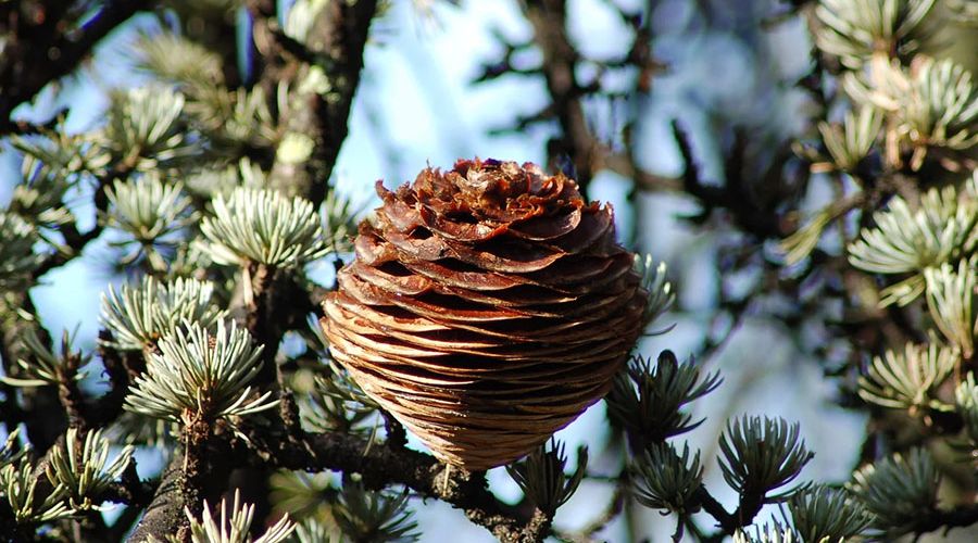 cay hoang dan Himalaya Cedrus deodara