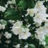 jasmine--fragrance-oil