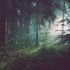 Forest-Oud-and-Balsam fragrance oil