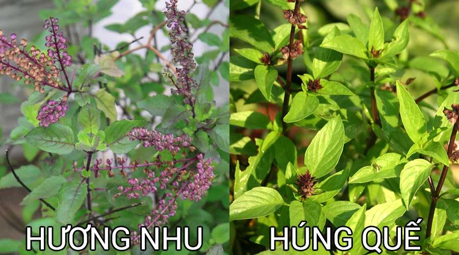 Cây hương nhu có phải là cây húng quế?