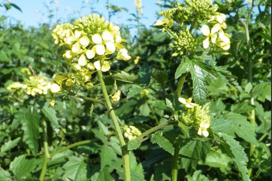 Cây Bạch giới tử (Semen Sinapis albae)