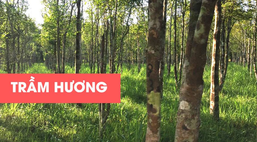 Agarwood-tram-huong