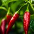 Capsicum oleoresin