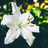 lily-fragrance-oil