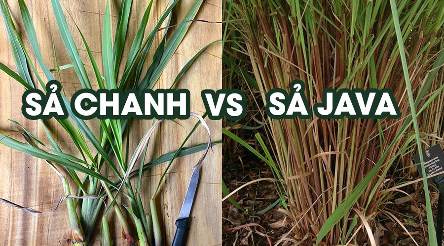 cách phân biệt sả java và sả chanh