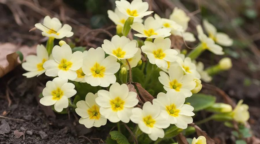 Hoa anh thảo Primula vulgaris