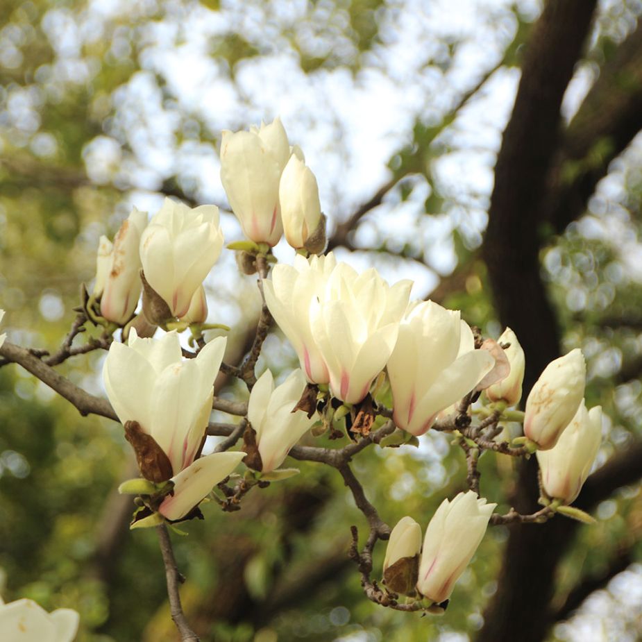 Vanilla Oak Fragrance Oil