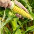 Hình 1. Thực vật ngô/bắp Zea mays là ngũ cốc quen thuộc.