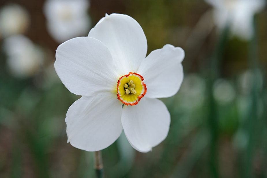 Hoa thủy tiên (Narcissus poeticus)