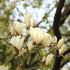 Vanilla Oak Fragrance Oil