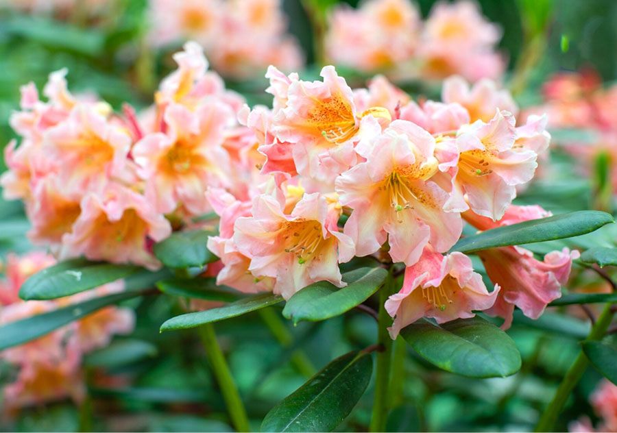 Cây hoa Đỗ Quyên - rhododendron