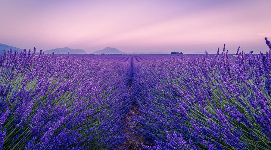 Cánh đồng hoa lavender