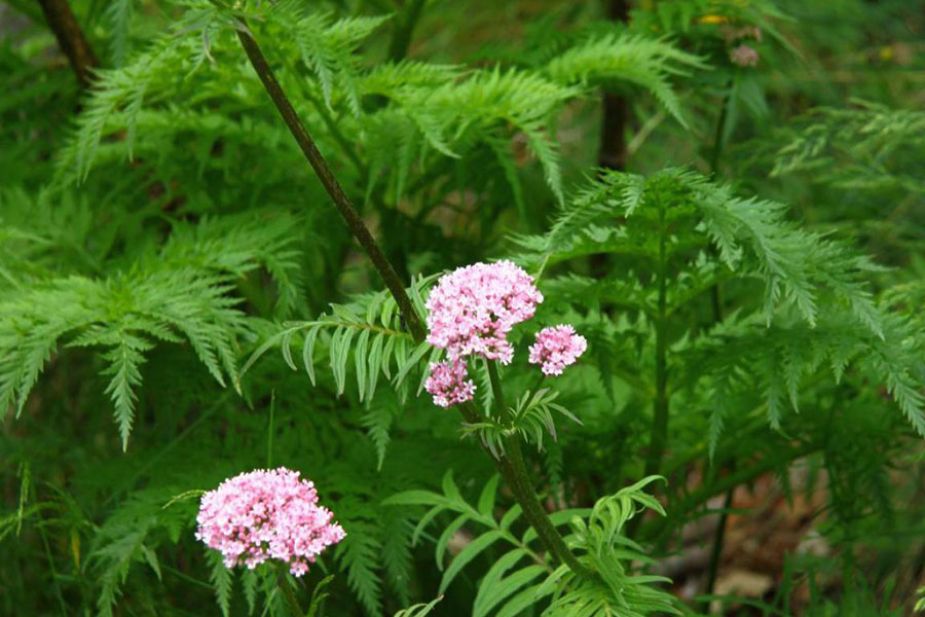 Hình 1 Cây-Valeriana-wallichii-trong-tự-nhiên