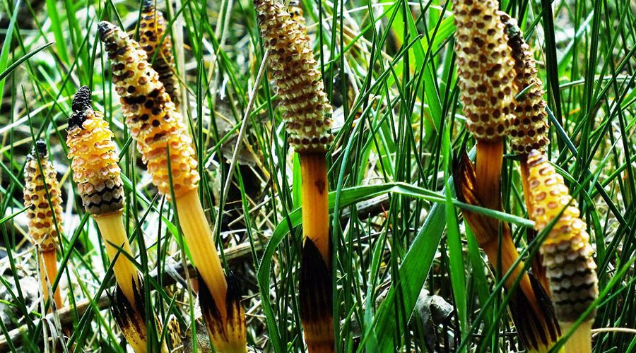 Equisetum Arvense L. - Thần Dược Từ Thiên Nhiên