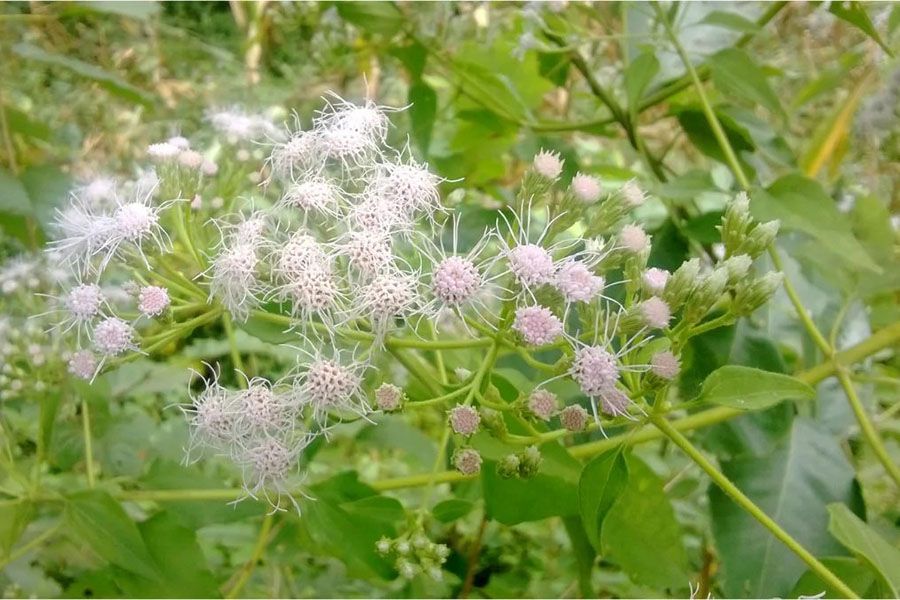 Eupatorium odoratum L.: Đặc Điểm, Thành Phần Và Công Dụng Của Cây Cỏ Lào