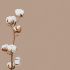 Clean-Cotton Fragrance Oil