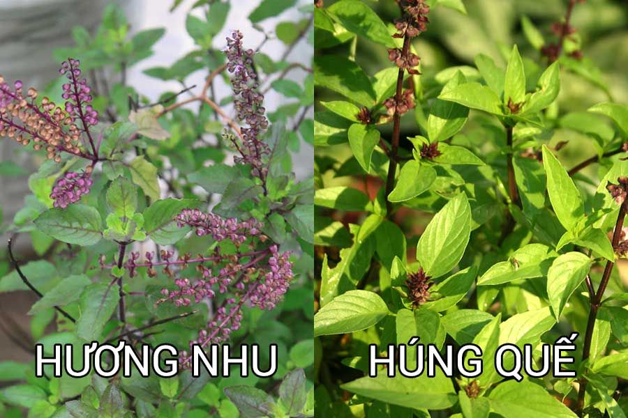 Cây hương nhu có phải là cây húng quế?