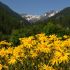 Hình 1. Thực vật Arnica montana