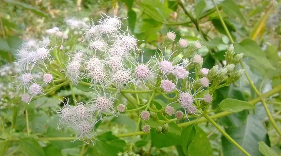 Eupatorium odoratum L.: Đặc Điểm, Thành Phần Và Công Dụng Của Cây Cỏ Lào