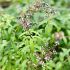 Hình 1. Thực vật Aloysia tryphalla