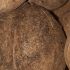 Hạt-Caryodendron-orinocense
