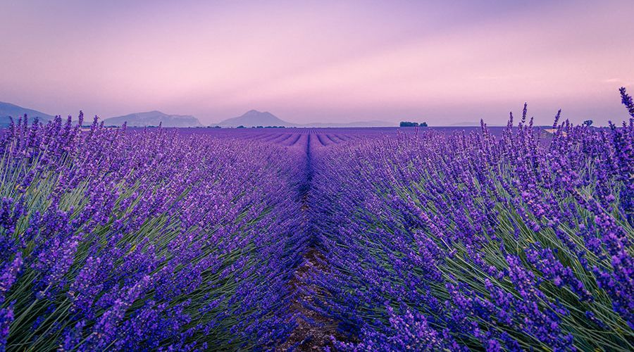 Top hơn 79 hình nền hoa lavender cho dien thoai mới nhất  CB