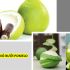 Hình 4. Tinh dầu vỏ bưởi mang đến trải nghiệm hương thơm độc đáo.