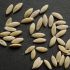 Hạt dưa leo (Cucumis sativus seed)