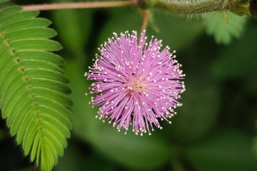 Cây Xấu Hổ: Nàng Thơ E ấp Mang Lại Lợi Ích Gì Cho Con Người?