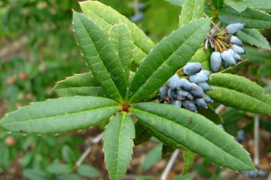 Hoàng Liên Gai (Berberis wallichiana DC): Đặc Điểm, Thành Phần Và Tác Dụng
