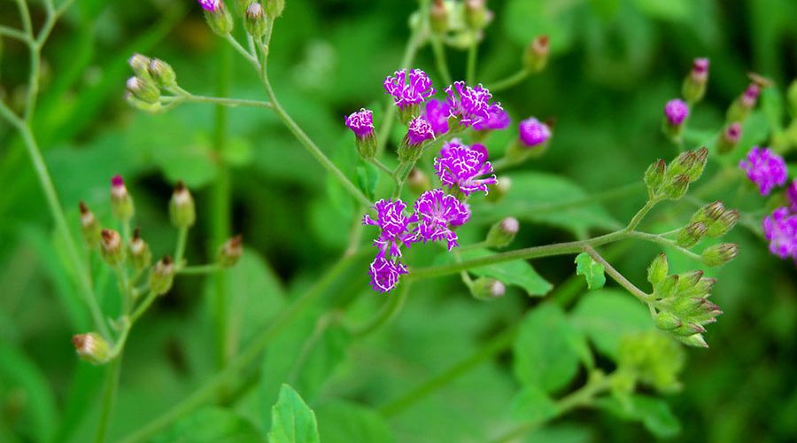 Cây bạch đầu ông (vernonia cinerea)