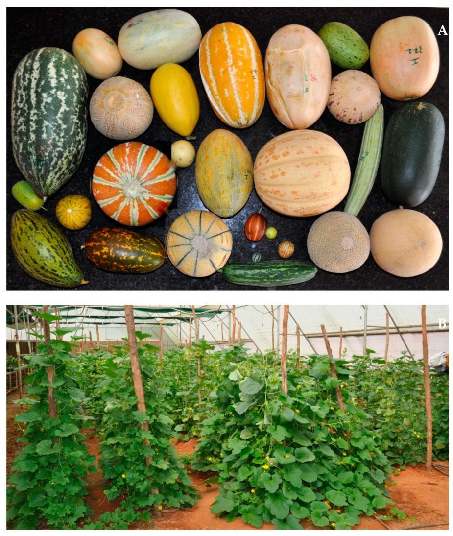 Hình1-Hình-dáng-của-Cucumis-melo-thay-đổi-theo-từng-giống-khác-nhau